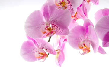 Tuinposter Orchidee © VRD