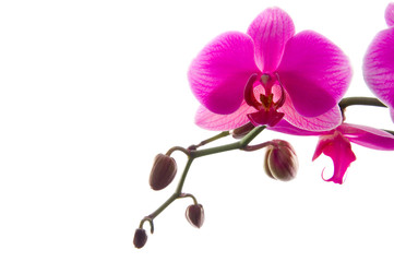 Orchidee