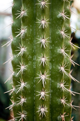 Cactus surface. Close-up