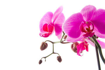 Orchidee