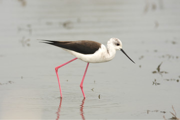 water bird - black winged stilt (himantopus himantopus)