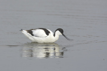 Pied feathered avocet birds standing in the water