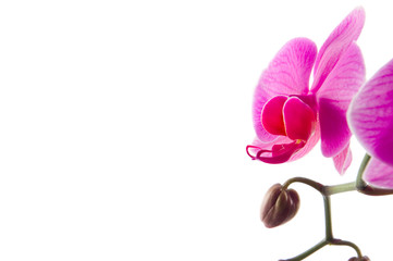 Orchidee