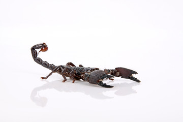 Schwarzer Skorpion