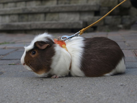 Diy guinea pig leash hot sale