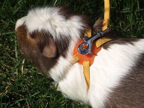 Guinea Pig in Harness