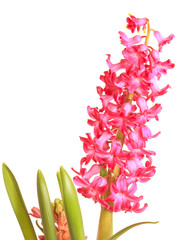 Closeup of red hyacinth isolated on white