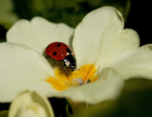 Seven Spot Ladybird
