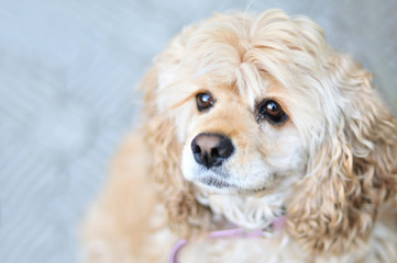 american cCocker spaniel