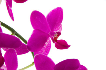 Naklejka na ściany i meble Orchidee