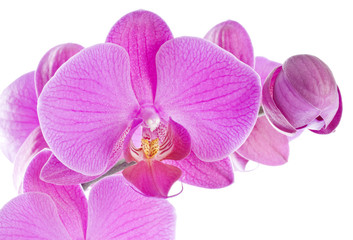 Fototapeta na wymiar Pink Orchid Isolated on White
