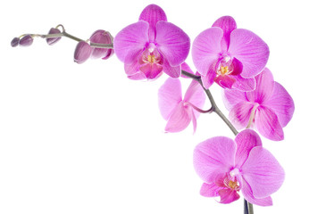 Pink Orchid Isolated on White