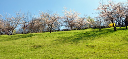 Obraz premium renaissance