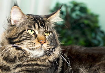 Exotic cat resting. Clouse up and cutting portrait.