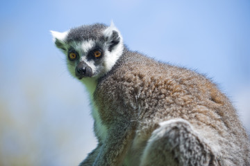 Naklejka na ściany i meble Dziki Lemur