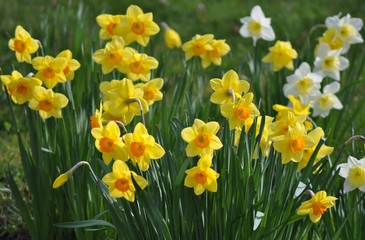 Garden of daffodils