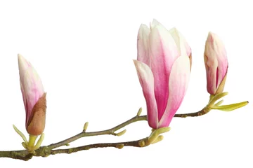 Gordijnen fleurs de magnolia © galam