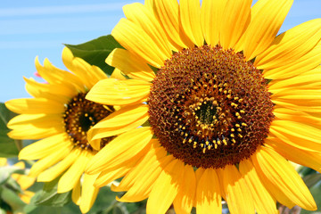 beauty sunflower