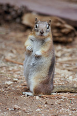 Staring Squirrel