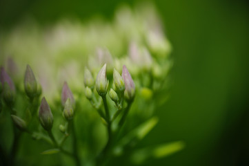 Rhodiola Rosea medicinal plant nb.1