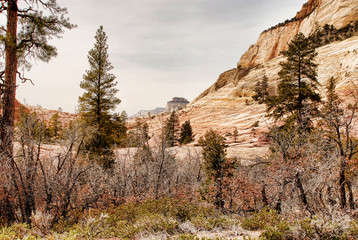 Fototapeta premium Zion National Park