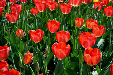 Fototapeta premium Red Tulips
