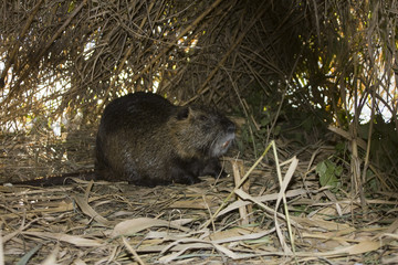 Nutria