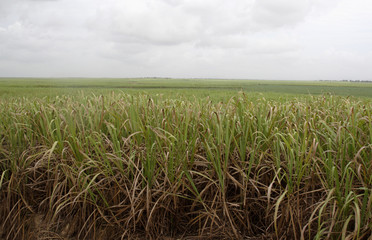Cloudy Sugar Cane Field