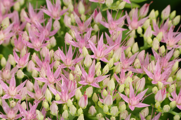 Rhodiola Rosea medicinal plant nb.6