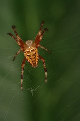 Comon garden spider nb. 3
