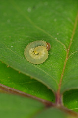 Cimbicid Sawfly nb.2