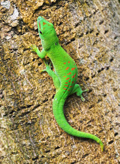 Green Madagascar day gecko on a palm tree