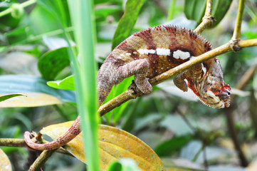 Panther chameleon