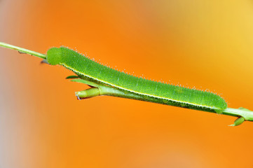green worm in the parks