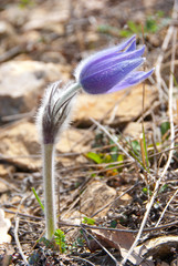 Spring violet pasque flower