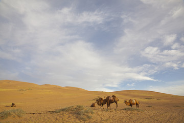 camels in desert