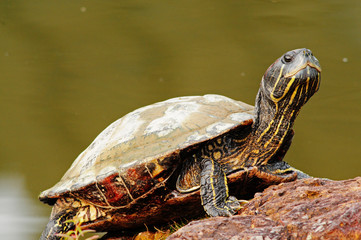 Fototapeta na wymiar tortoise at the pond side