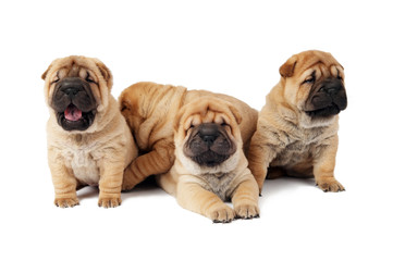 group of small sharpei dog