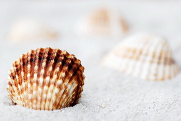 Shells on Beach