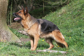 berger allemand, german shepherd dog, de profil,standard