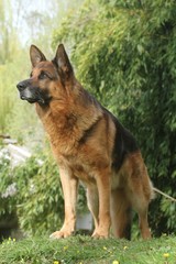 berger allemand debout de  trois quart regard lointain