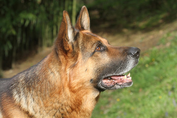 portrait de profil d'un berger allemand