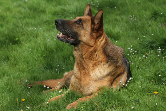 berger allemand allong&eacute; regard implorant
