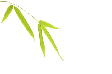 feuille de bambou détourées