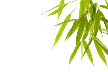 Fototapeta na wymiar liść bambusa Isolated