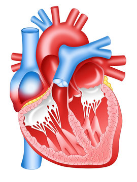 Human heart