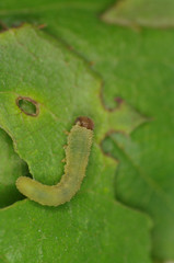 Cimbicid Sawfly nb.8