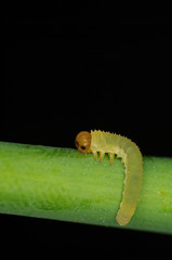 Fototapeta premium Cimbicid Sawfly nb.12
