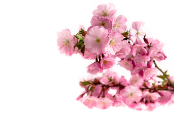 Naklejka na ściany i meble Blühende japanische Zierkirsche