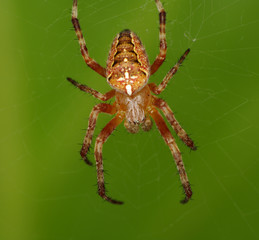 Comon garden spider nb. 7